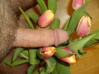 Tulips anyone???