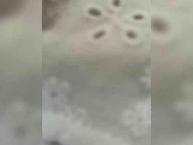 OrgazMia's chat room