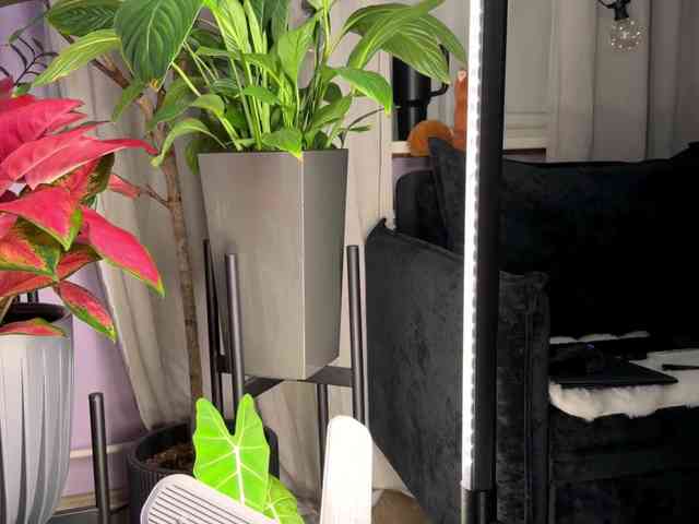 Kira_Li_Lime's chat room