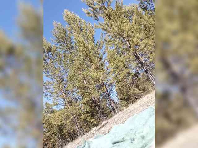 _AMBASSADOR_'s chat room