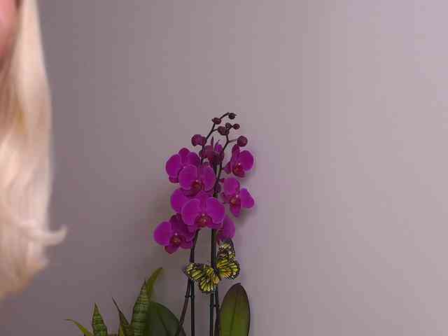 Sonya-reallsugar's chat room