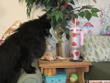 aliceriverscam's chat room