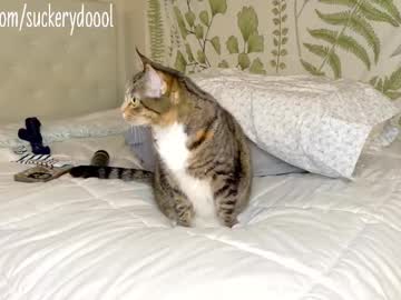 suckerydoool's chat room