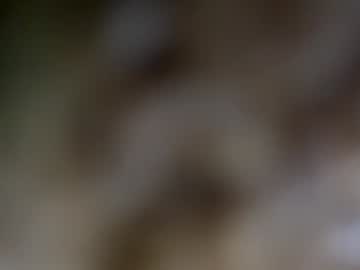 bonnettbonett's chat room