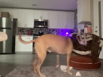 thebabybvip's chat room