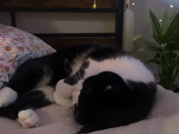 abbienextdoor's chat room