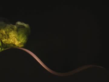 rocknrose's chat room