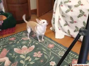 aliceriverscam's chat room