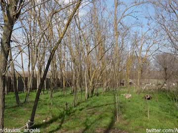 davids_angelsxxx's chat room